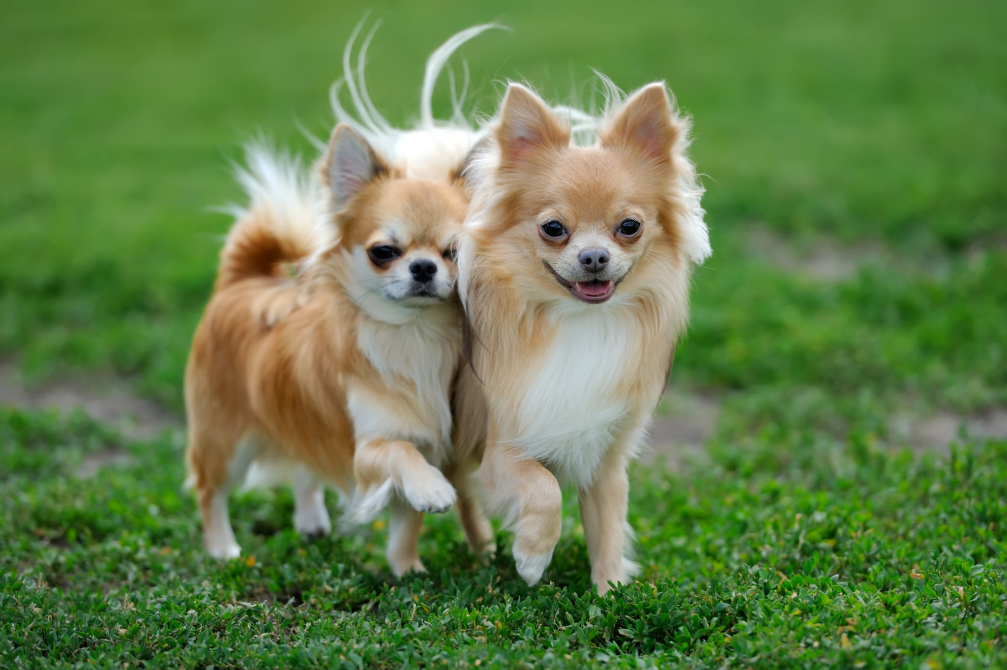 Chihuahua og karakteristik - zooplus