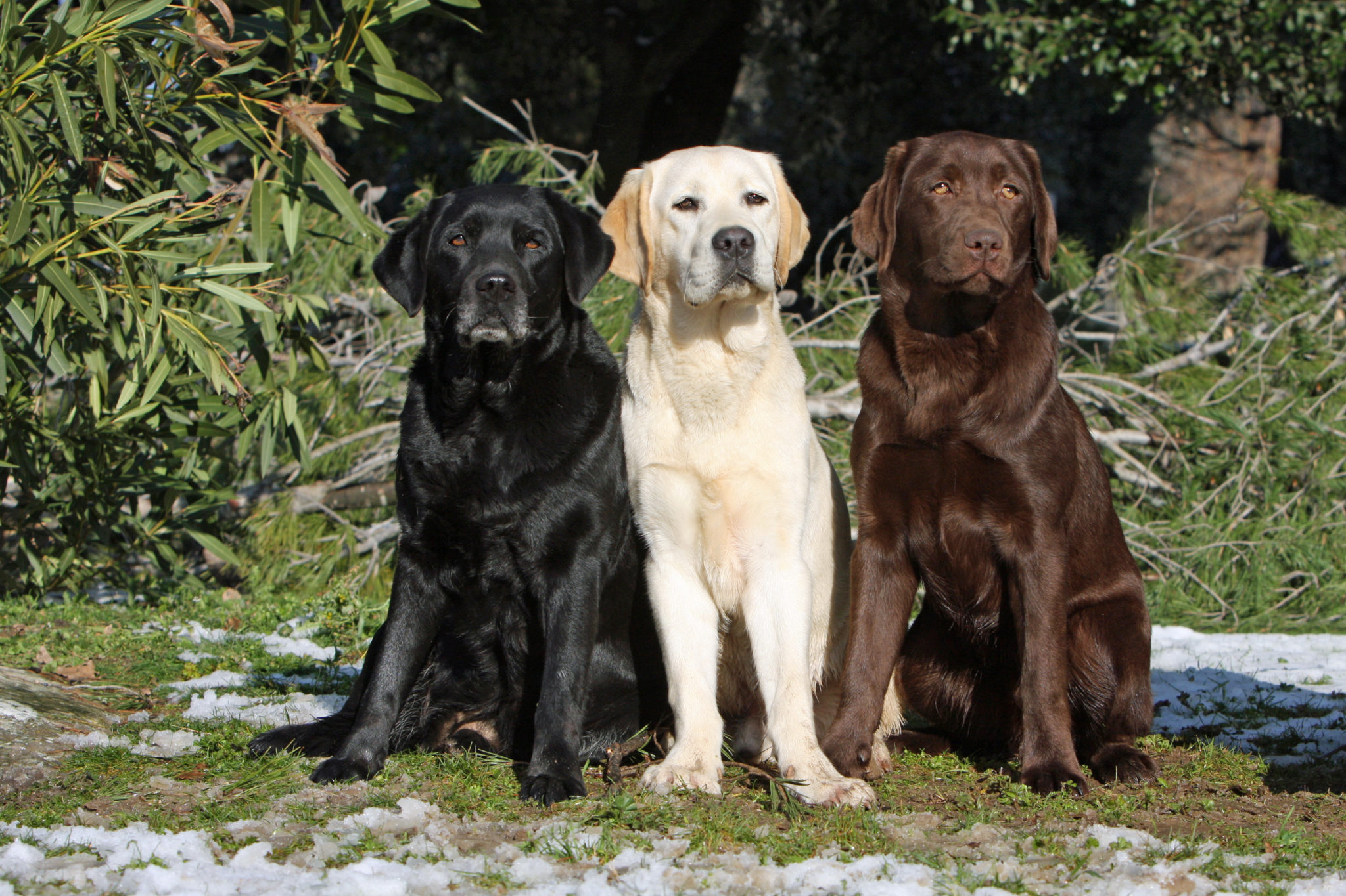 Labrador Retriever racebeskrivelse Magasin