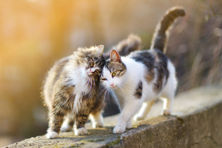 Et hjem med flere katte - Alt om katte - Kattemagasin