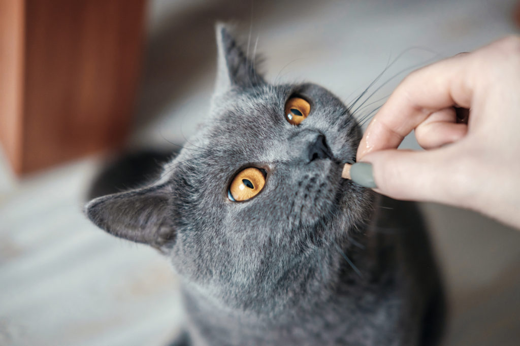 Katte snack Belohnung ist wichtig