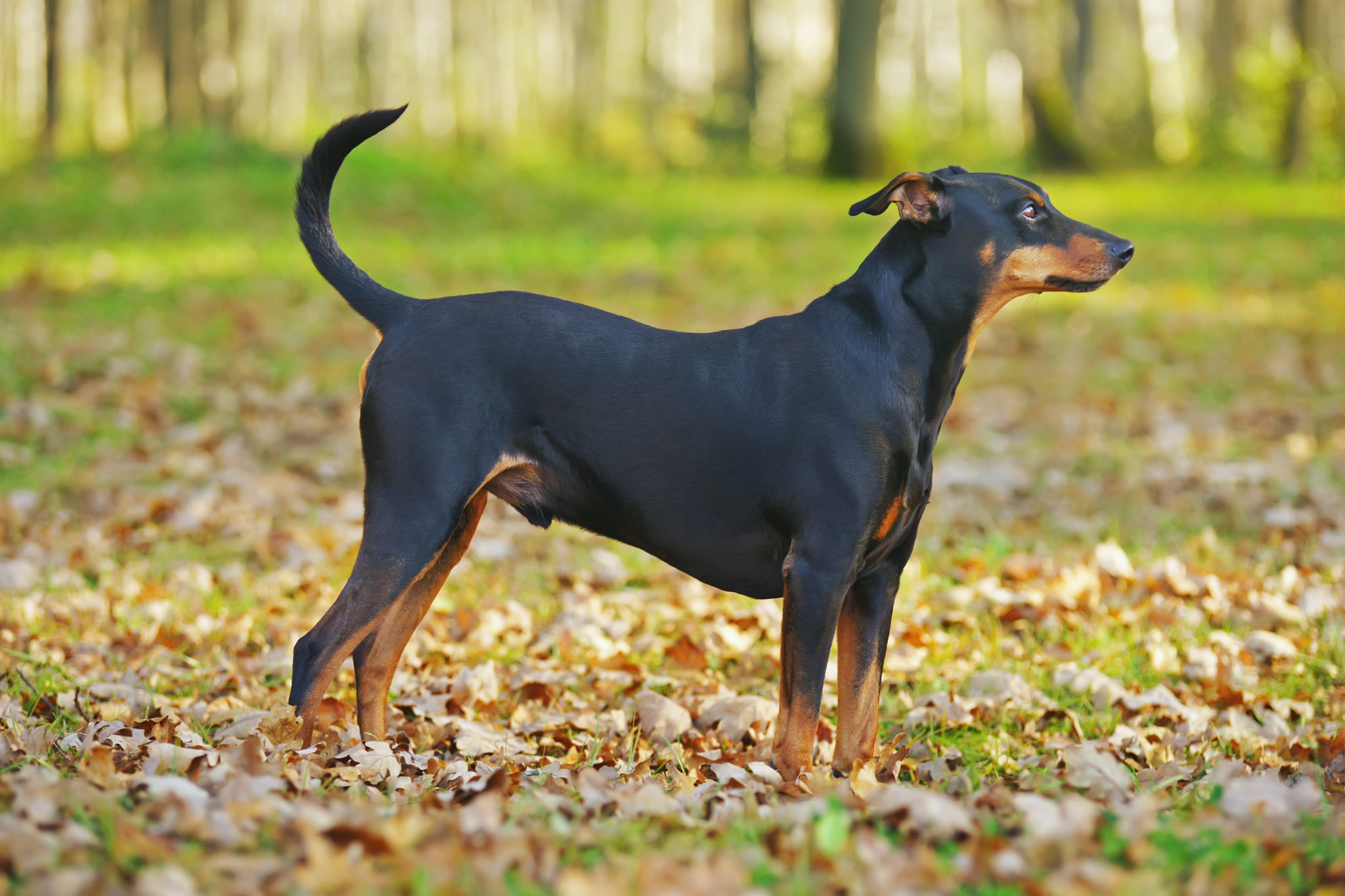 Stort univers Udstyr perle Tyske Pinscher Hunderace - Alt om Pinschers - zooplus Hundemagasin