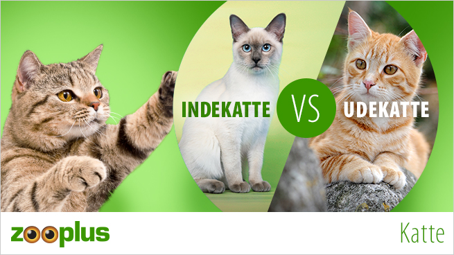 Indekatte vs Udekatte