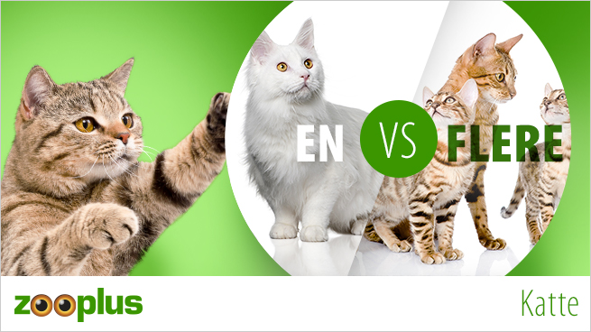 En eller flere katte? - Alt adoptering af katte - zooplus