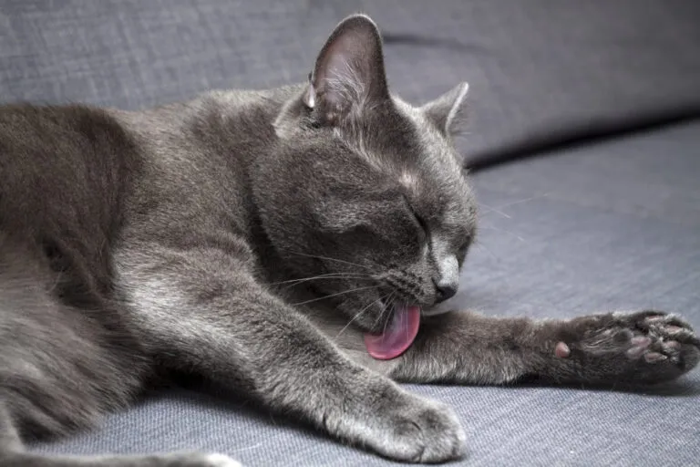 Katte_bad_dk Katte bad