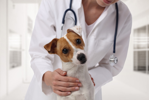 Giardia hunde, symptomer behandling - zooplus Magasin