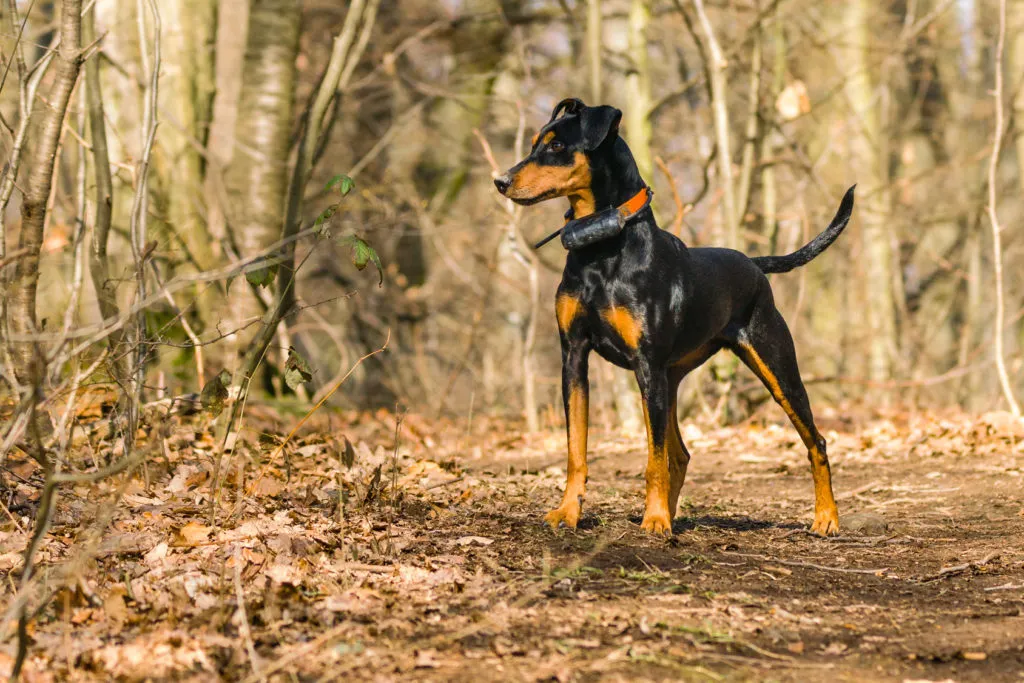 tysk pinscher