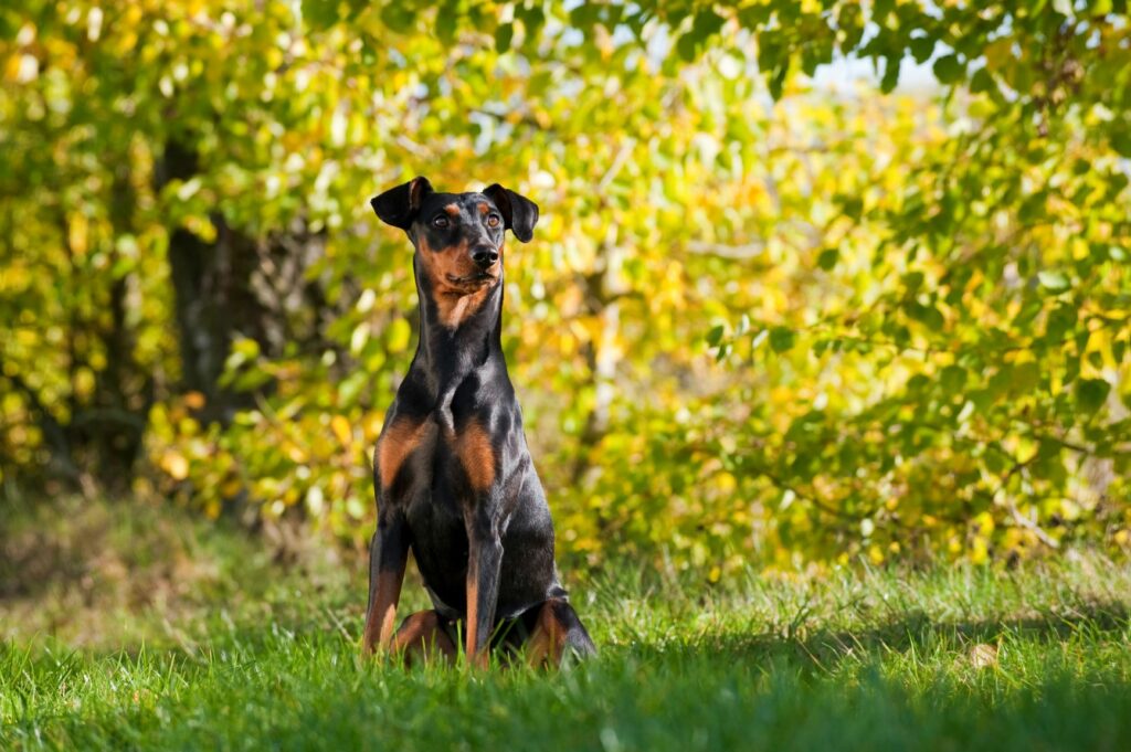 tyske pinscher