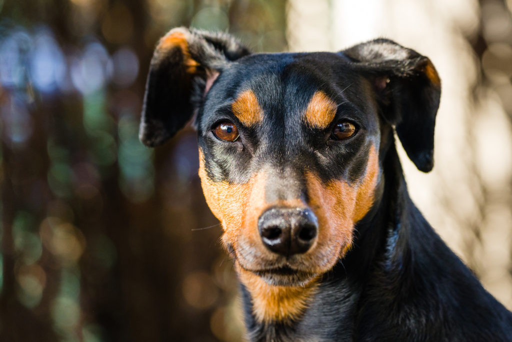 Tyske Hunderace - Alt om - zooplus Hundemagasin