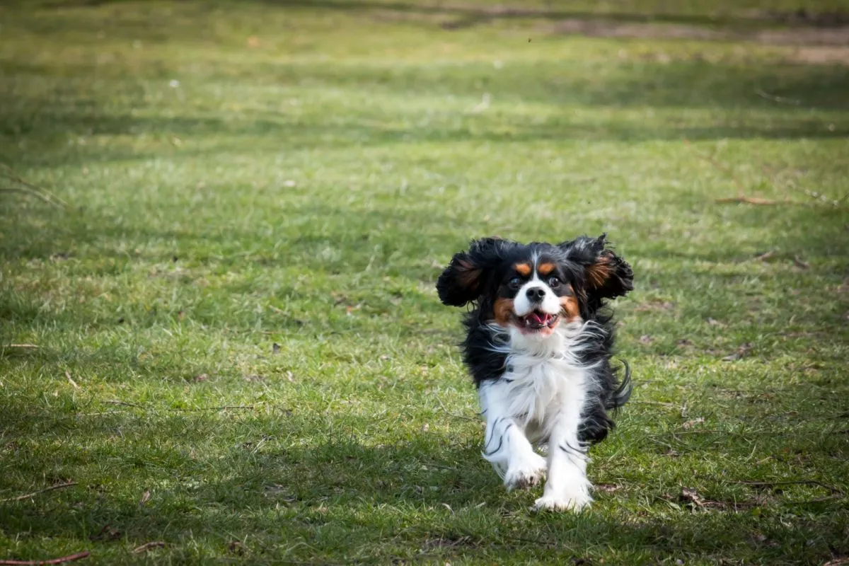 Cavalier King Chales i fuld fart