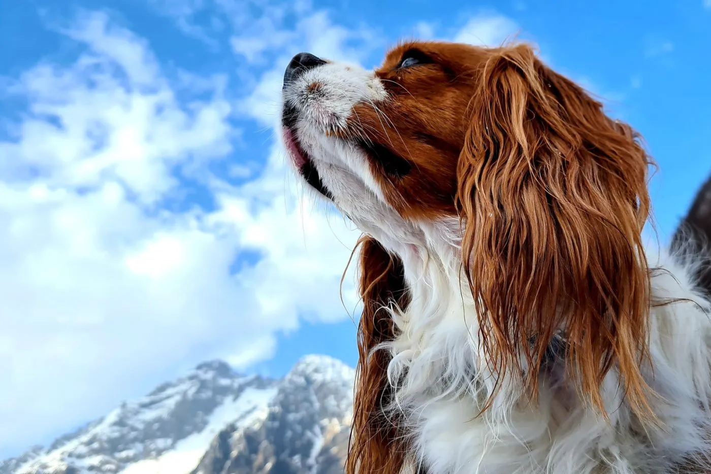 King Charles Cavalier på udflugt