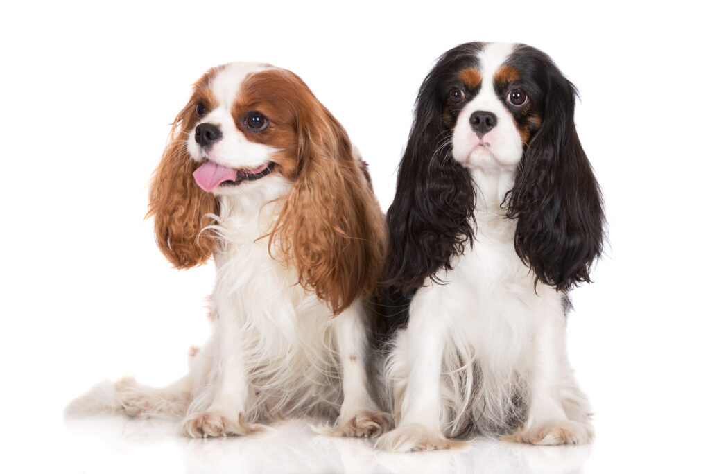 Cavalier King Charles Spaniel Hunderace Alt Om Hunde Zooplus Hundemagasin