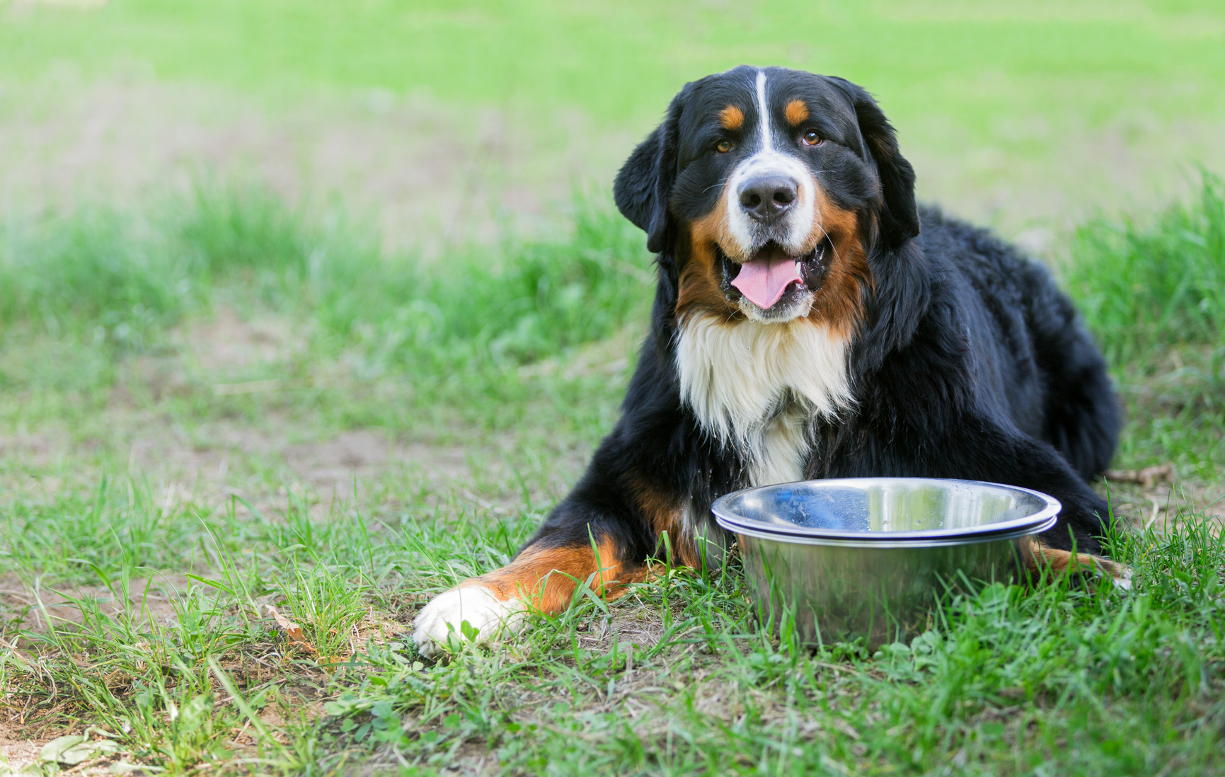 The Berner Sennenhund: A Loyal and Loving Companion 7 How To Care For Berner Sennenhund