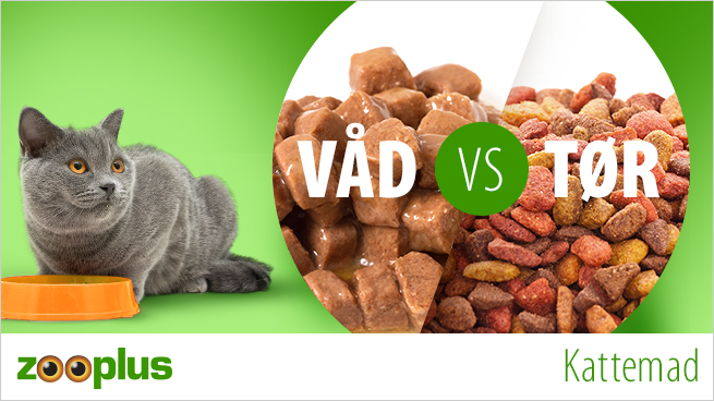 Kattemad: Tørfoder eller vådfoder - Hvad er bedst til katte? | zooplus ...
