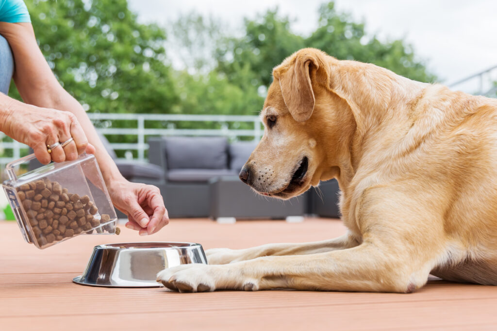 Hund spiser tørfoder og vådfoder