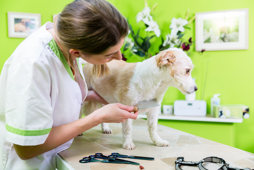 Borreliose hos hunde Borreliose hos hunde