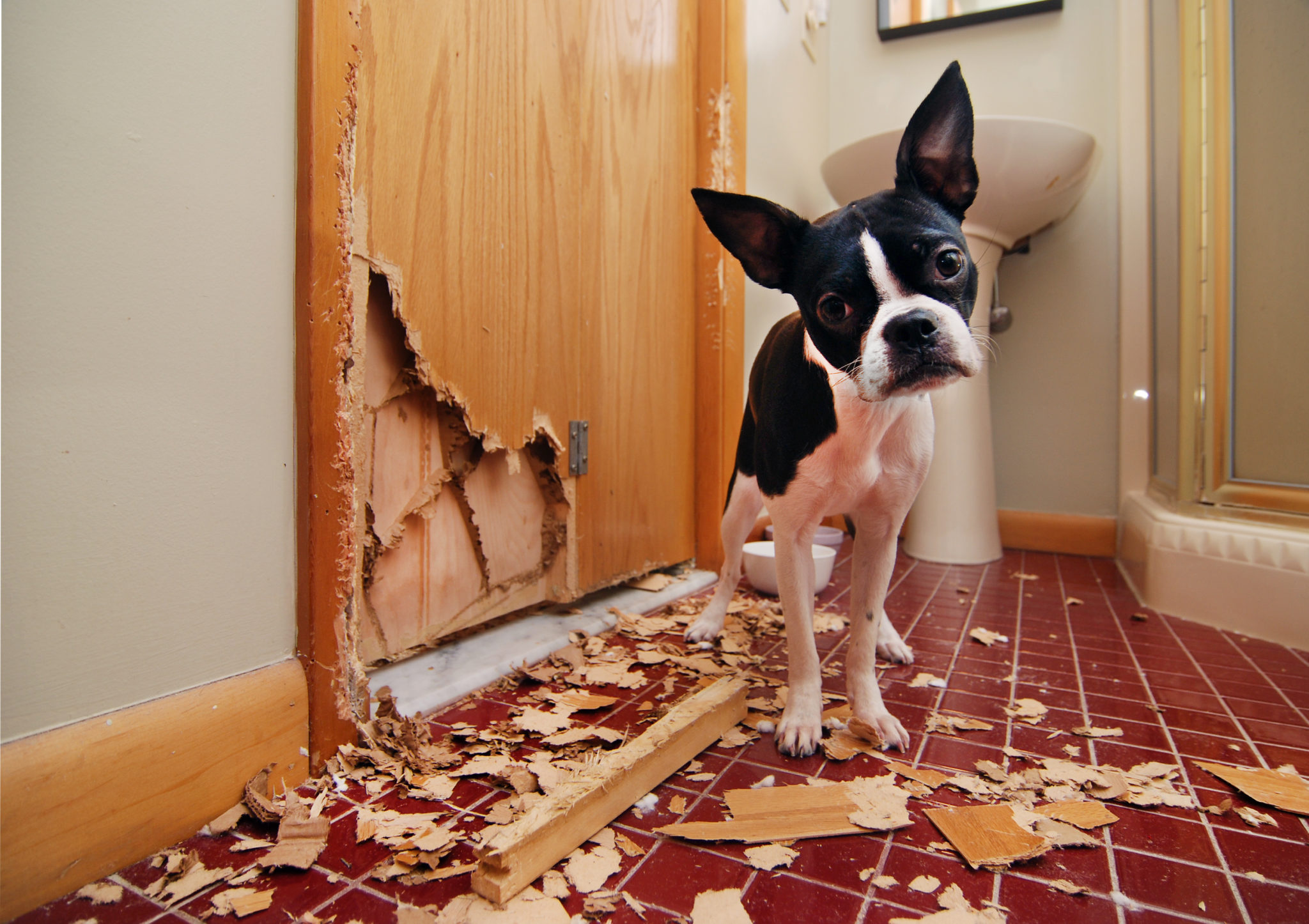 kop Jeg tror, ​​jeg er syg album Hjælp, min hund ødelægger alt! - zooplus Magasin