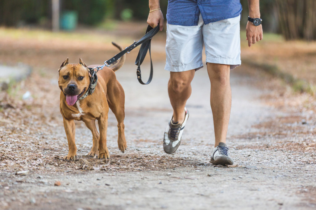 Klimatiske bjerge Goneryl abstraktion Se 10 tegn på, at din hund er glad - zooplus Hundemagasin