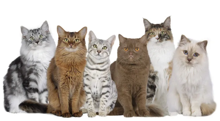 Racespecifikt kattefoder Racespecifikt kattefoder