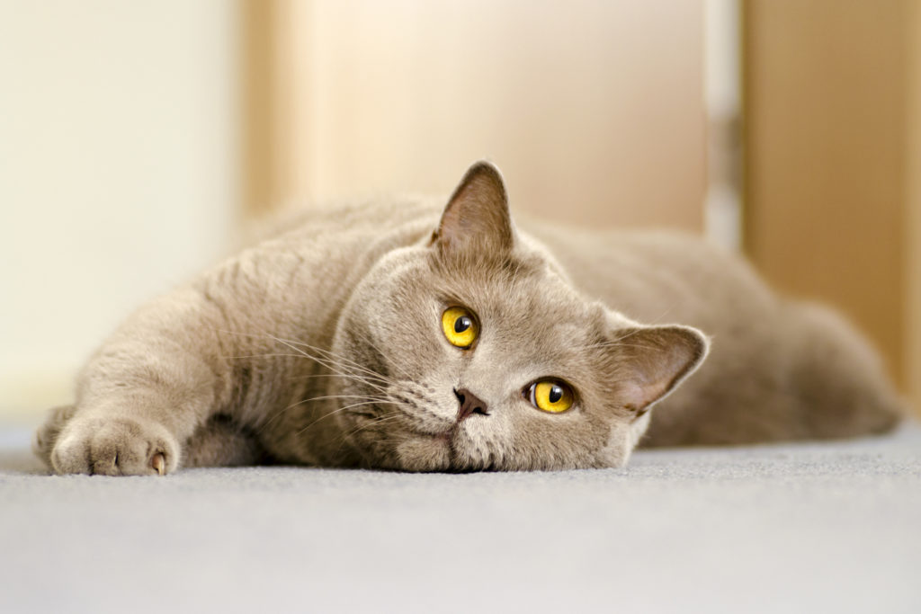 british shorthair futter british shorthair futter