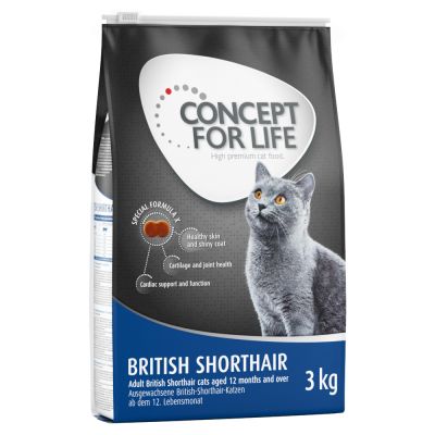 concept for life british shorthair concept for life british shorthair