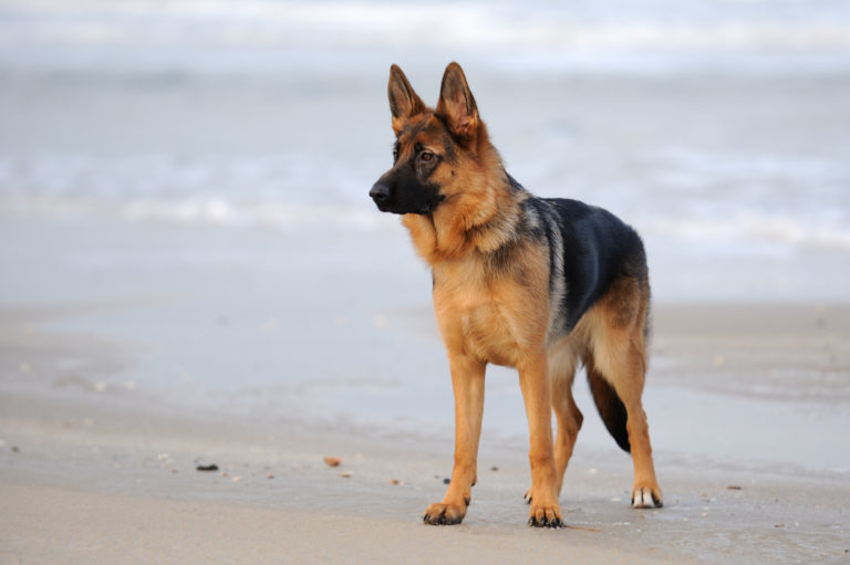 Vulkan enkel Stå op i stedet Schæferhund - German Shepherd, racebeskrivelse - zooplus Magazin