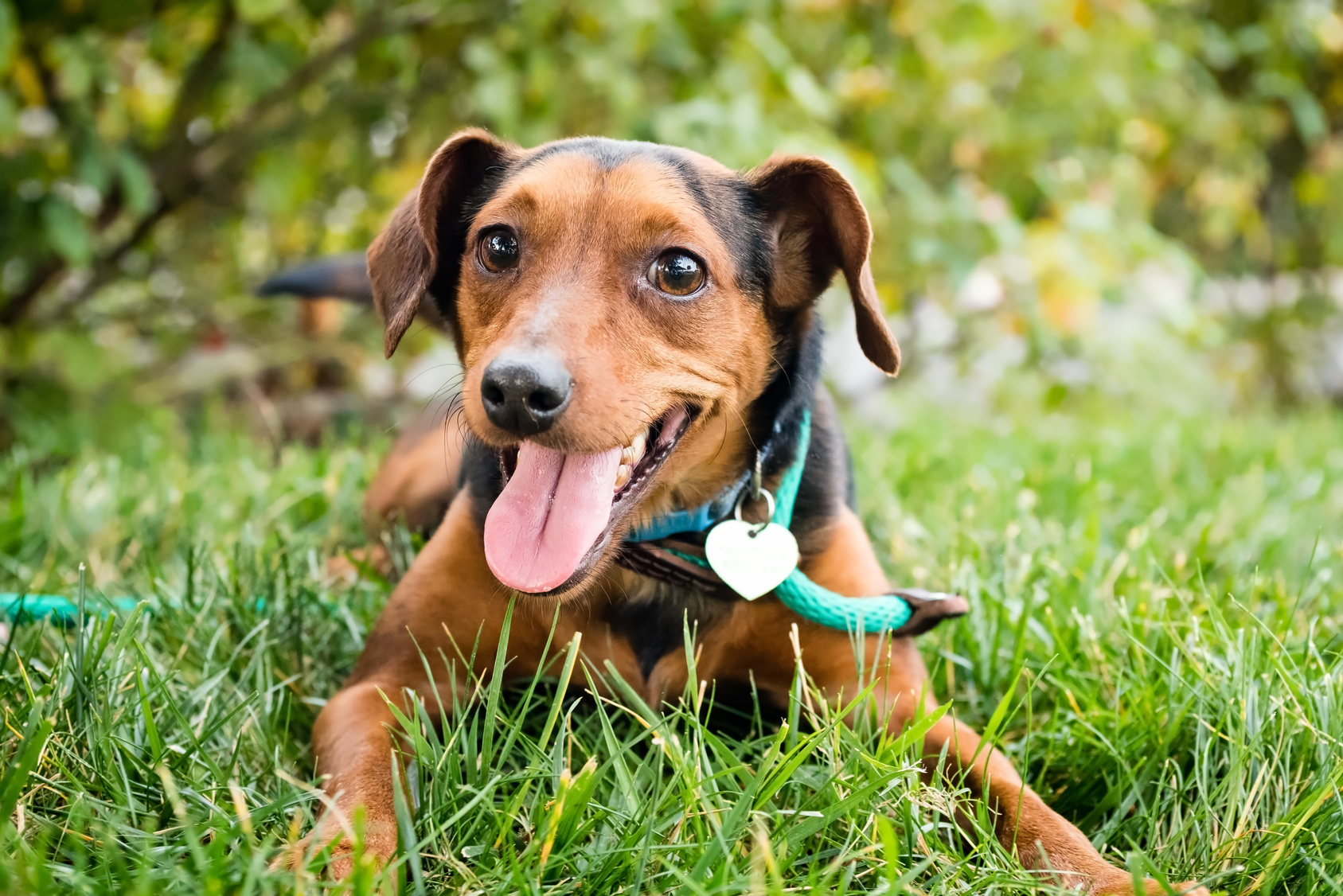 forholdet uøkonomisk tirsdag 10 tegn på, at din hund er glad | zooplus Magazine