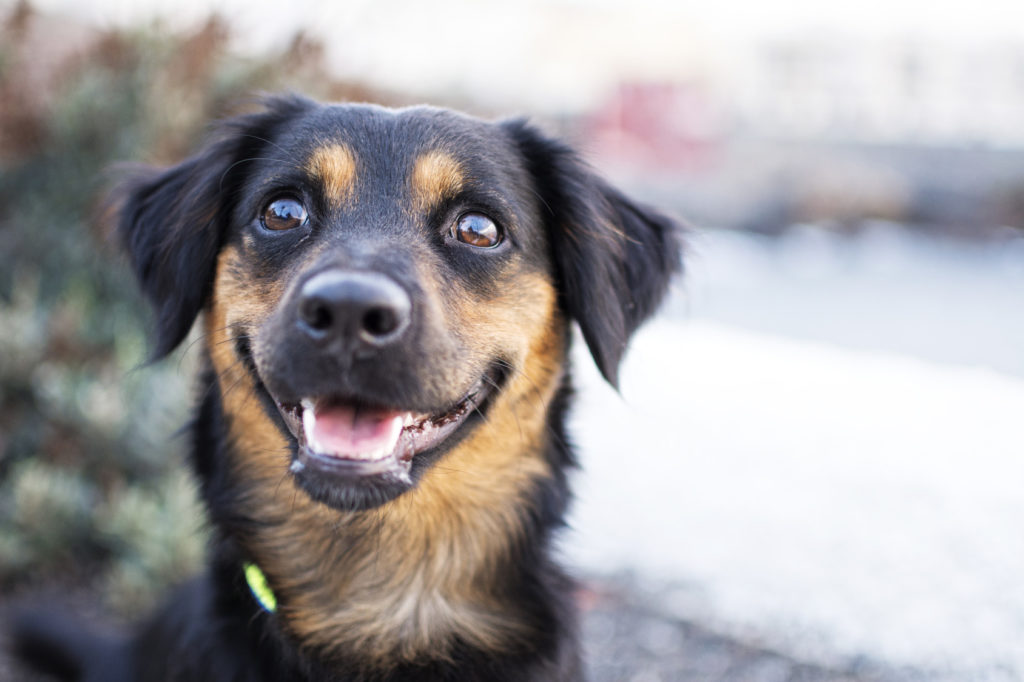 kande Forhåbentlig Et kors 10 tegn på, at din hund er glad | zooplus Magazine