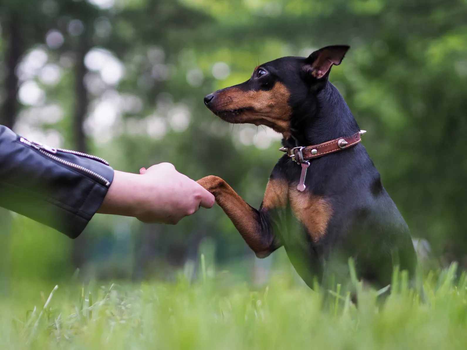Hund gibt Pfote