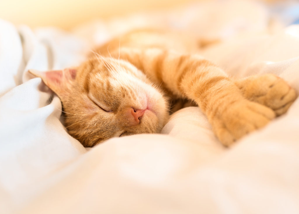 katze glücklich katze glücklich