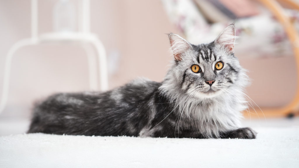 maine coon futter maine coon futter