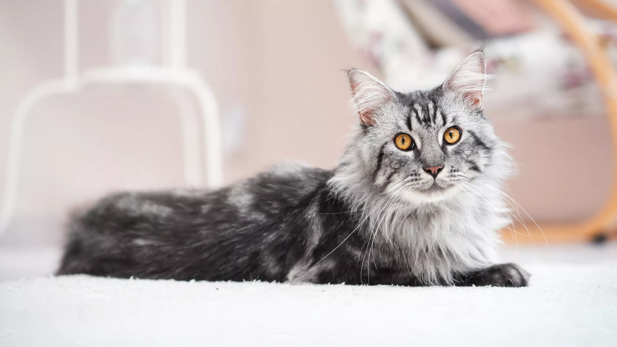 maine coon futter maine coon futter