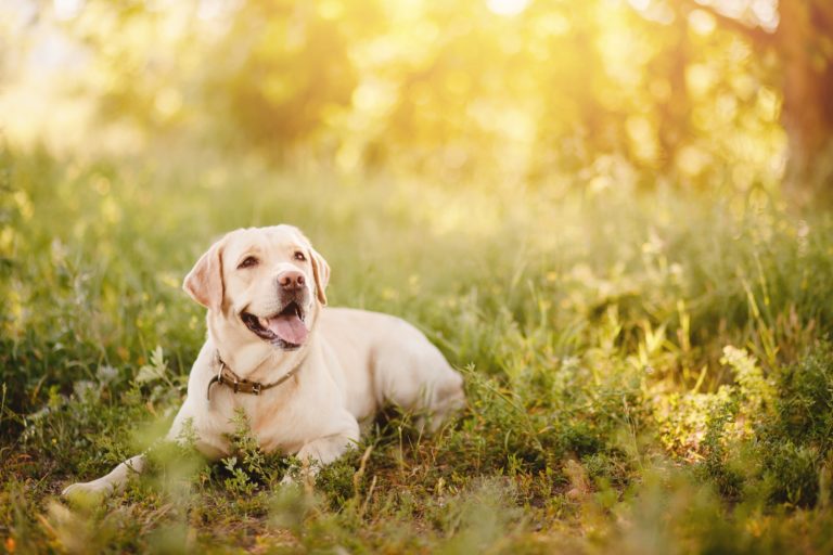 Glad labrador i græs