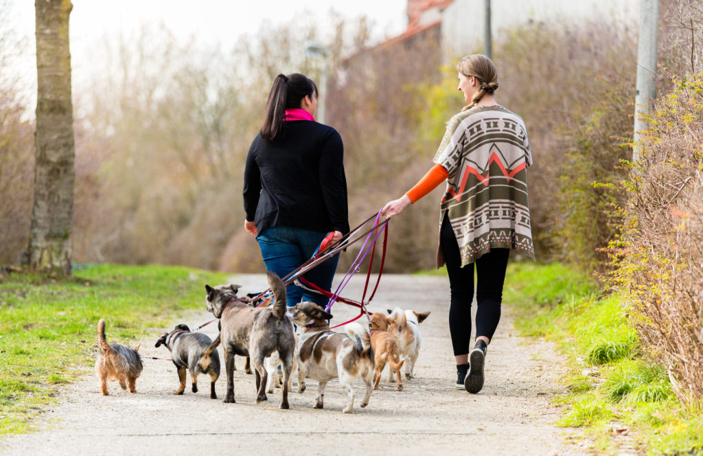 hundesitter med mange hunde