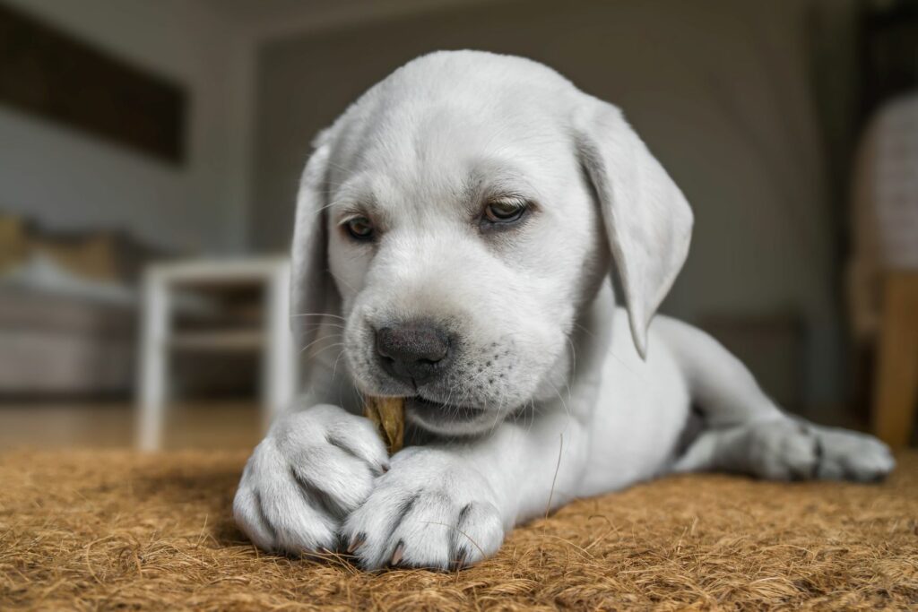 Hundehvalp får tyggeben Hundehvalp tyger på godbid