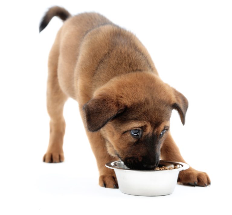 Sød hvalp spiser hundefoder Sød hvalp spiser hundefoder