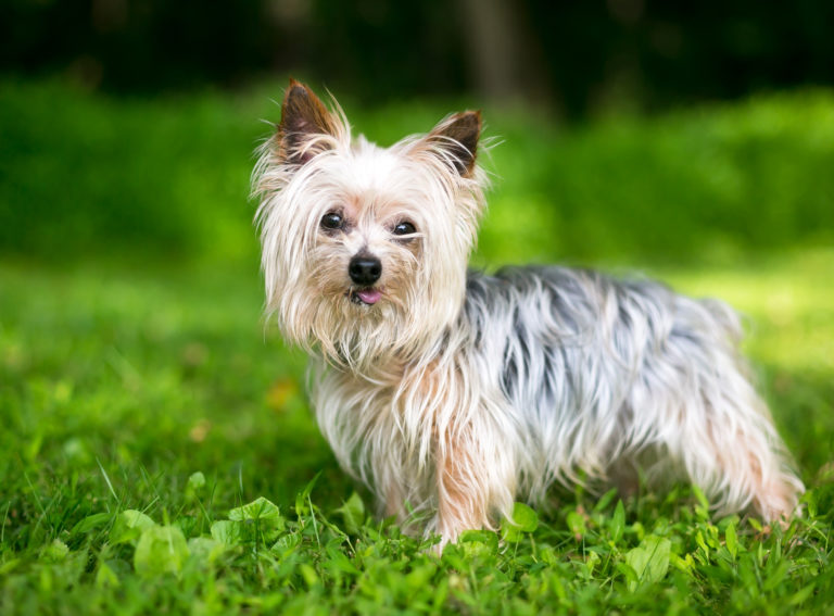 Yorkshire Terrier på græs