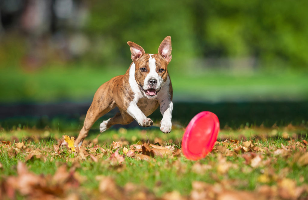 American staffordshire terrier leger med frisbee