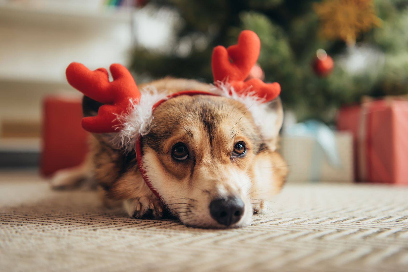 Møde hovedpine Hollow Tips til en sikker & god jul med din hund | læs ved zooplus.dk!