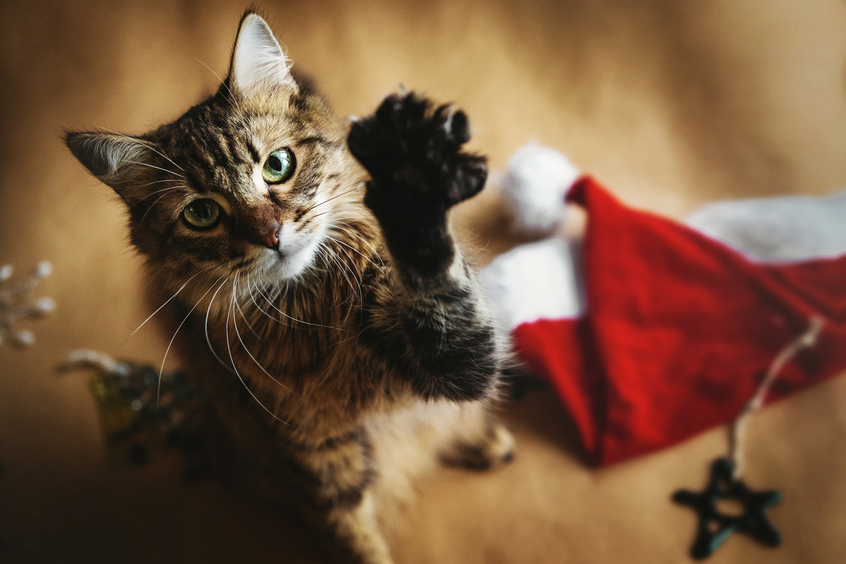 til en sikker & hyggelig jul din kat | zooplus.dk