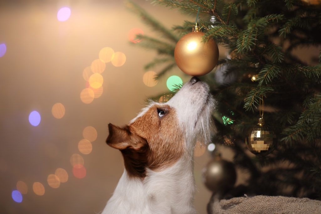 Møde hovedpine Hollow Tips til en sikker & god jul med din hund | læs ved zooplus.dk!