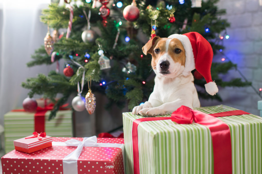 Julehund med nissehue Julehund med nissehue