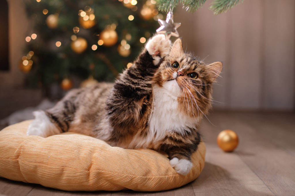 Mastery fisk og skaldyr Hæderlig 5 tips til en sikker & hyggelig jul med din kat | zooplus.dk