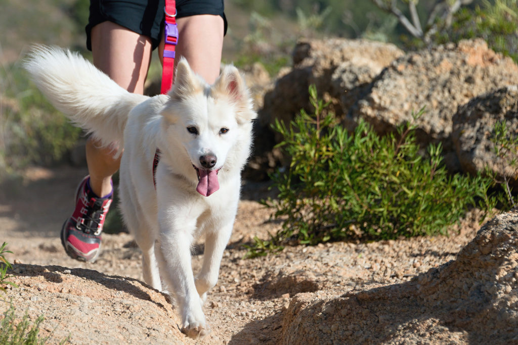 Alle hunde sportsgrene i et - Fra A til | hunde magasinet