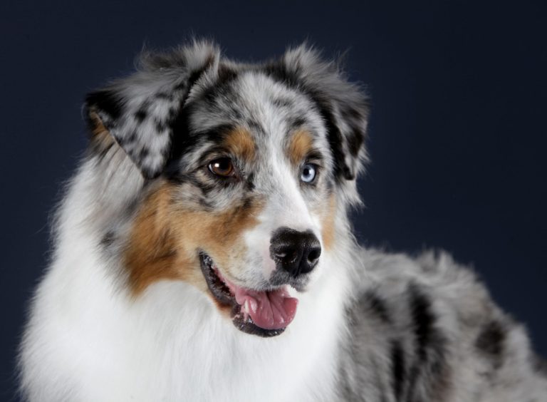 At ernære en Australian Shepherd Hvilket foder bedst til Australian Shepherds?