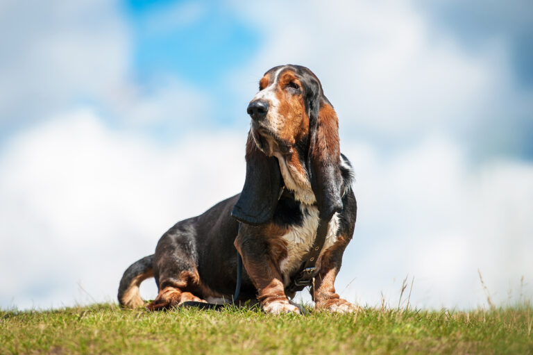 En basset ude i naturen