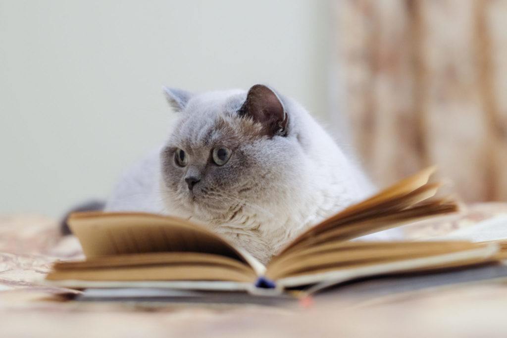 Kattenavne for 2018 Kattenavne for 2018