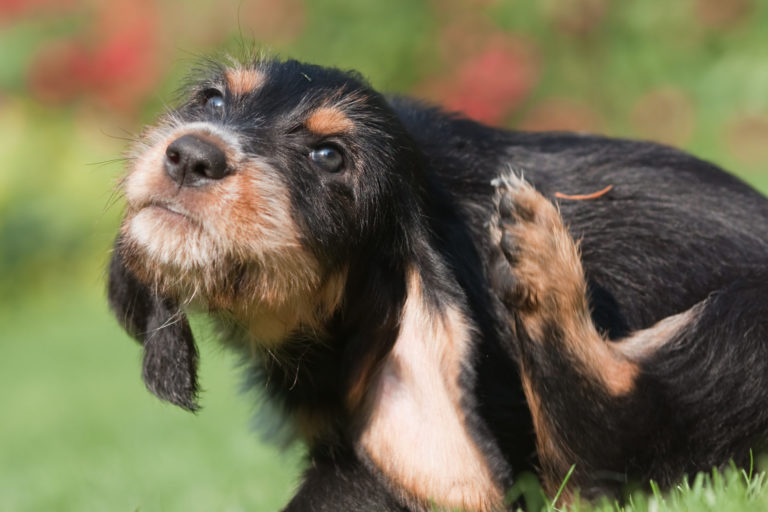 Kunstneriske Valg hinanden Lopper hos hunden - Beskrivelse, Symptomer & Behandling | zooplus  Hundemagasin