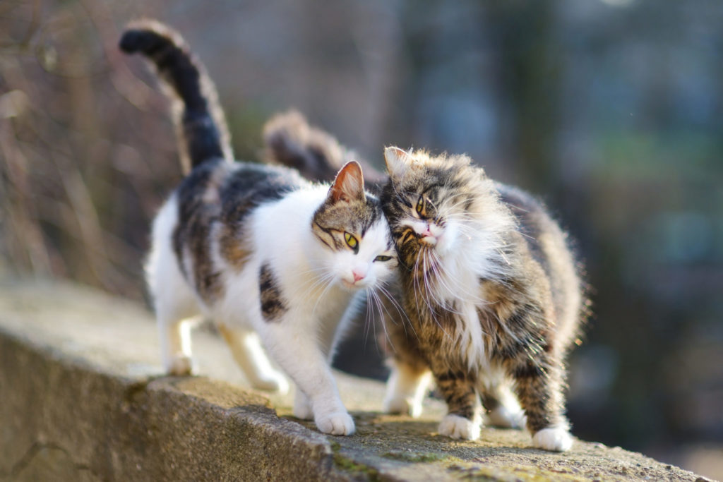 Skal min kat kastreres eller steriliseres