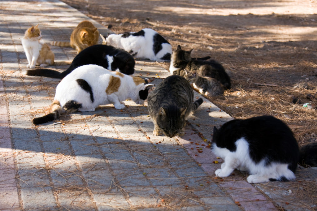 Skal min kat kastreres eller steriliseres