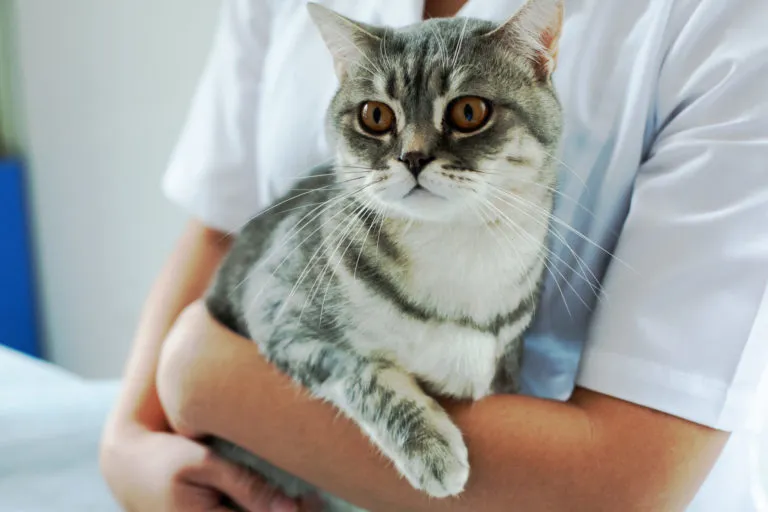 Skal min kat kastreres eller steriliseres Skal min kat kastreres eller steriliseres